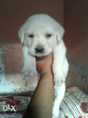 Lab Pup For Sale Quality Pets Contact By Call