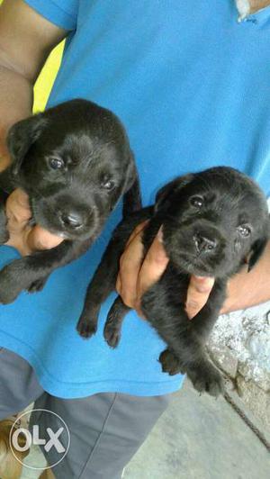 Lab puppies female only