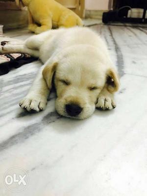 Lab puppy very healty and active one'male'..