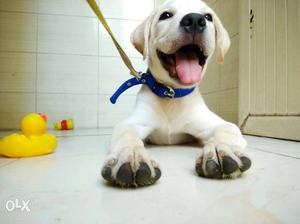 Labrador puppy champion breed White