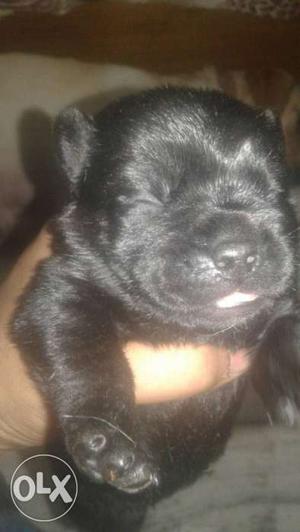 Labrador puppy male female black only! very