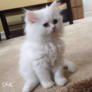 Long Fur White Kitten
