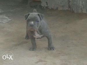 Make My Pet™ Available Blue Eye Blue Color American Bully