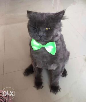 Male Persian cat 1 year old for sale very