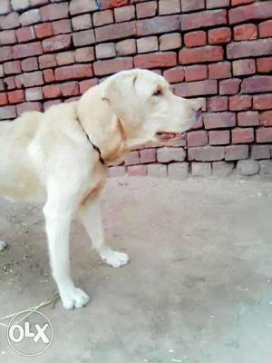Male golden labrador in 10 month very frndly nd