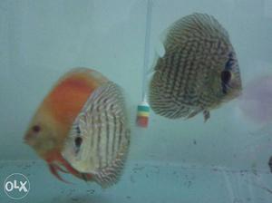 Mix lot discus for sale