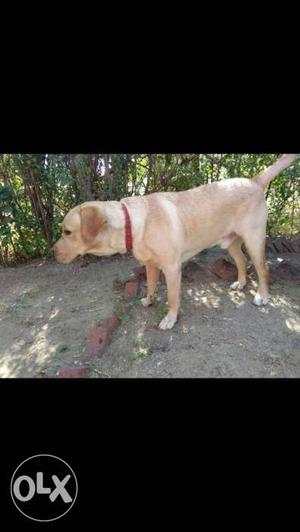 My labrador ready to meating...