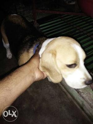 Original beagle 14 monthe female