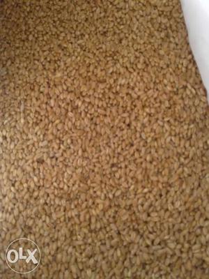 Own Farm organic Wheat avaliable for sell at