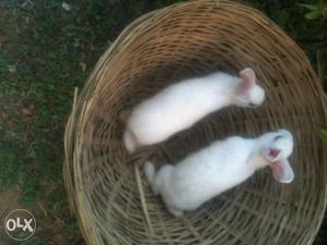 Pair Of Rabbits For Sale