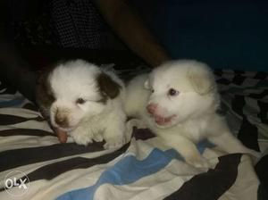 Pair of 1 month old lasapso puppies
