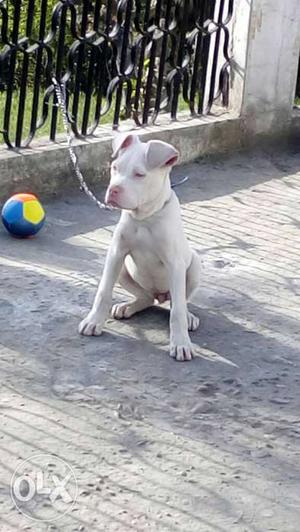 Pakistani bully pure 3 month only