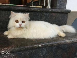 Persian cat Male