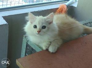 Persian cats male and female available