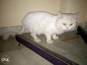 Persian punch face male cat looking for exchange