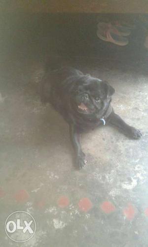 Pugg female dog 10 month old and black colour