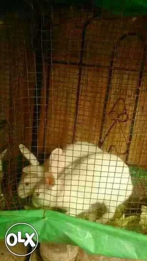 Rabbits available for sell