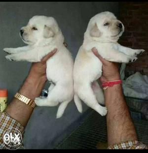 Raipur:-- " Labrador" German" All Puppeis "
