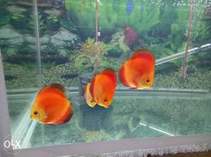 Red mandrin healthy discus with good colour 3.5 to