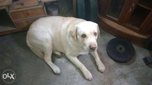 Required female labrador for mating