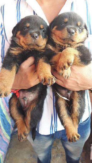 Rottweiler Puppies Available at top quality