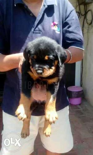 Rottweiler female's puppy's available with paper