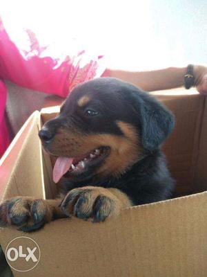 Rottweiler male Heavy puppy