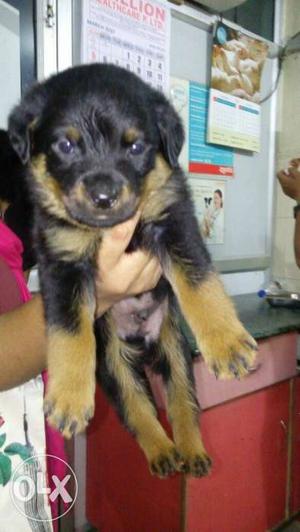 Rottweiler male german top breed with papers and