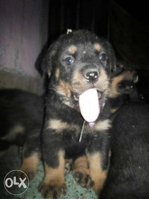 Rottweiler pup for sale heavy born and show