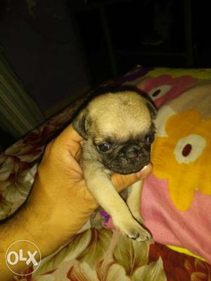 Sale 2 female pug puppys for  rs only