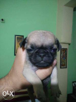 Sale original male pug puppy for  rs only