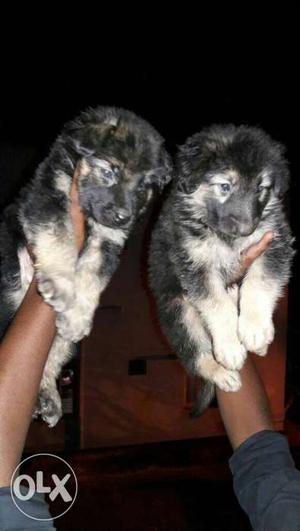 Show quality German shepherd male and female puppies