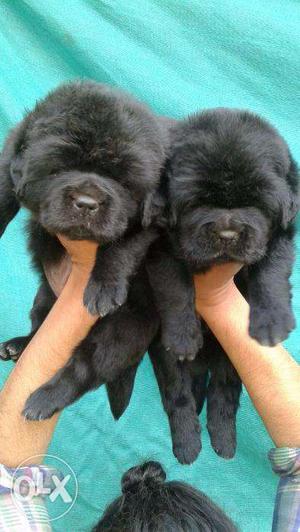 Show quality Tm mastiff puppy for sell