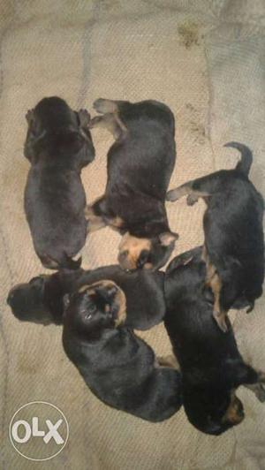 Six Black-and-tan Coated Puppies