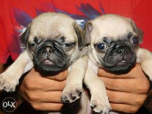 Superb quality pug puppies available