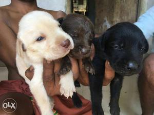 Three Labrador Retriever Puppies