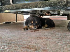 Tibbetian mastiff pup at discounted rate