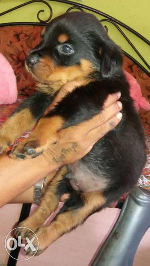 Top qulity Rottweiler male female for sale