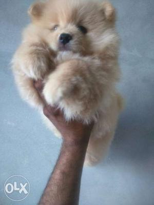 Toy pom male pup top quality breed quality de