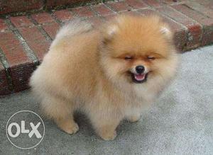 Toy pomeranian. It's love at first site