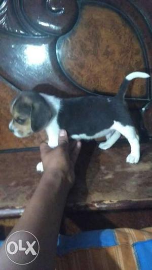 Tricolour Beagle Puppy