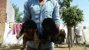 Two Black Rottweiler Puppies