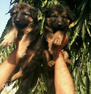 Two Black-and-brown Short Coated Puppies
