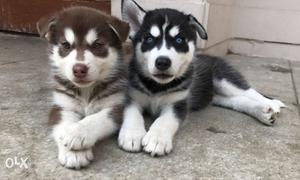 Two Brown And Black Siberian Husky Puppies