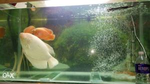 Two Orange And One White Pet Fishes