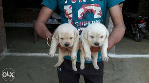 Two White Labrador Retriever Puppies