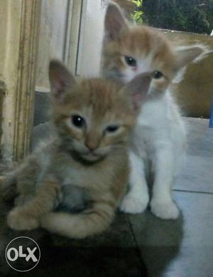Two White-and-orange Tabby Kittens