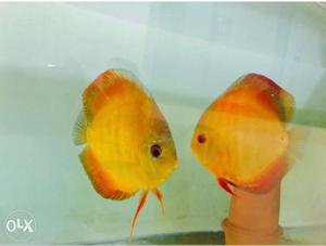Two Yellow Pet Fishes