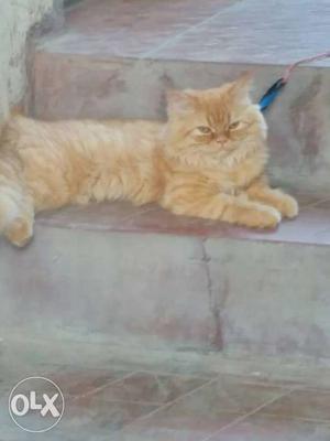 Very cute little pure Persian cat.