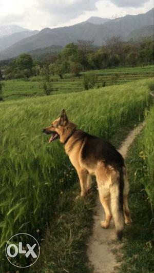 Want female GSD for mating